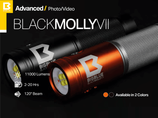 blackmolliVII
